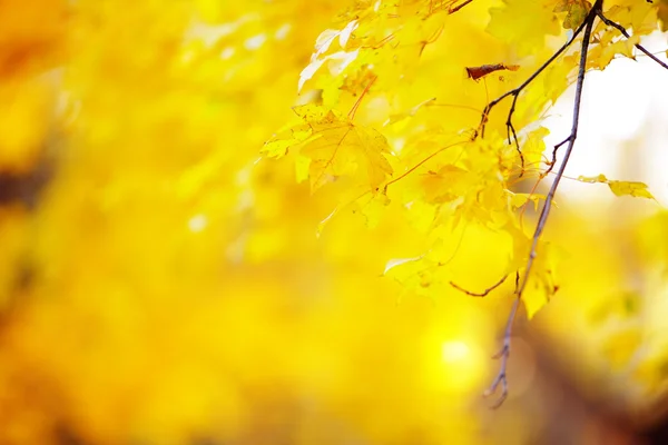 Herfstlandschap — Stockfoto