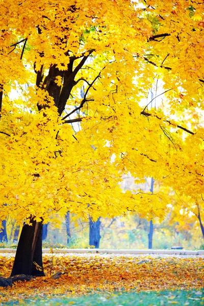 Autunno d'oro nel parco — Foto Stock