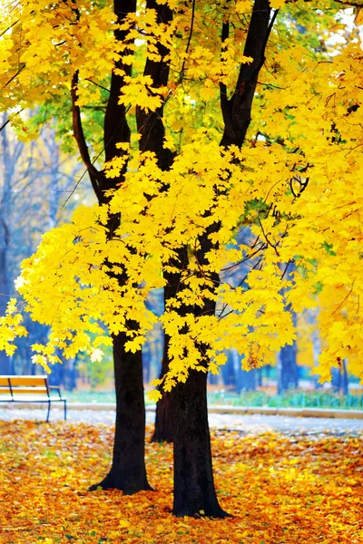 Outono dourado no parque — Fotografia de Stock