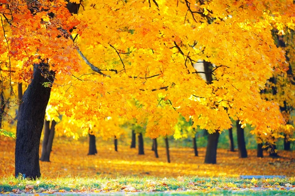 Złota jesień w parku — Zdjęcie stockowe