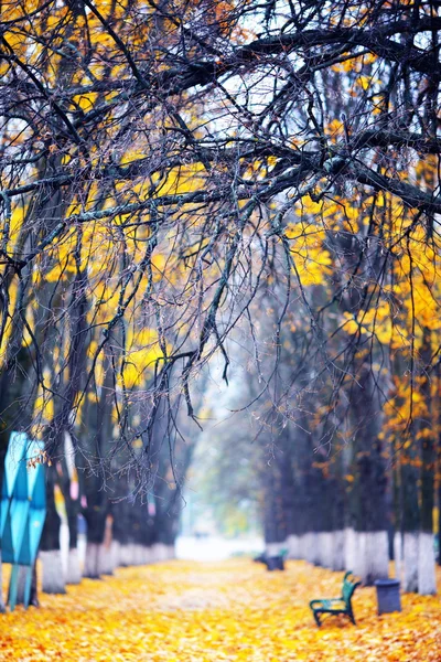 Autunno d'oro nel parco — Foto Stock