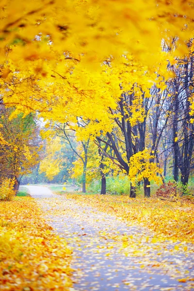 Golden autumn in park — Stock Photo, Image
