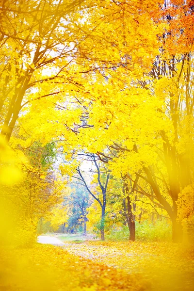 Arany ősz a parkban — Stock Fotó
