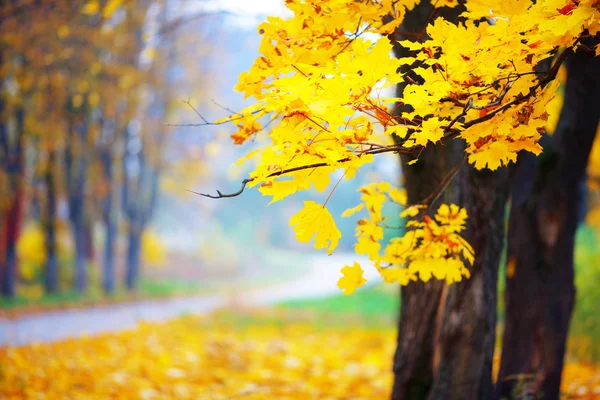 Otoño dorado en parque —  Fotos de Stock