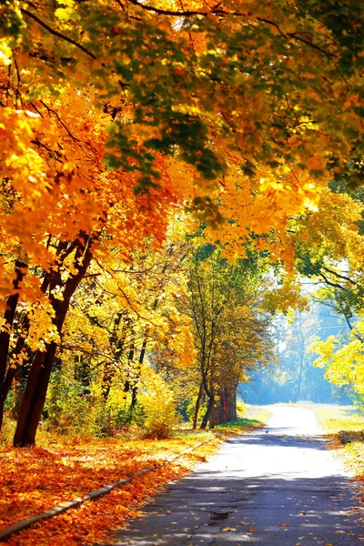 Gouden herfst in park — Stockfoto