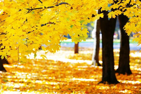 Otoño dorado en parque —  Fotos de Stock