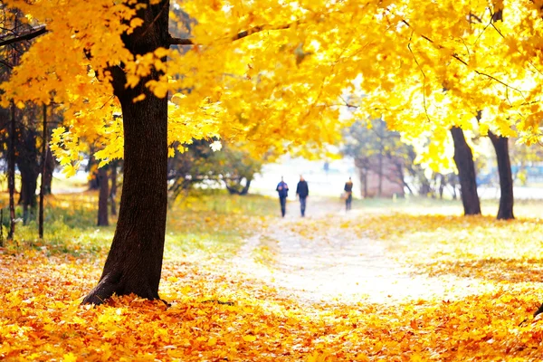 Zlatý podzim v parku — Stock fotografie