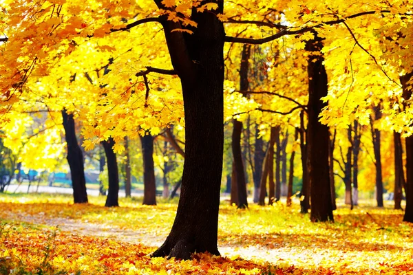 Χρυσή φθινόπωρο στο πάρκο — Φωτογραφία Αρχείου