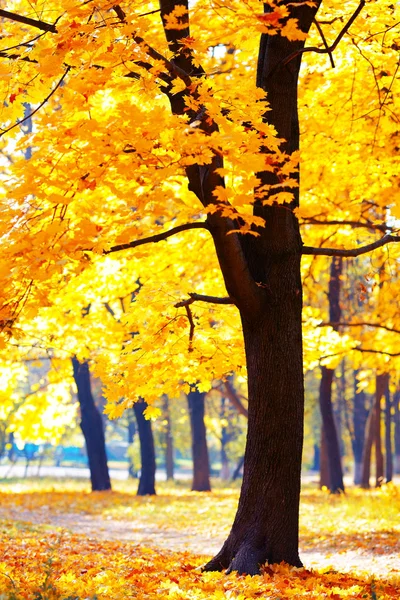 黄金色の秋の公園で — ストック写真
