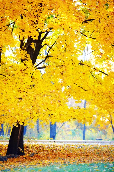 Gouden herfst in park Stockafbeelding