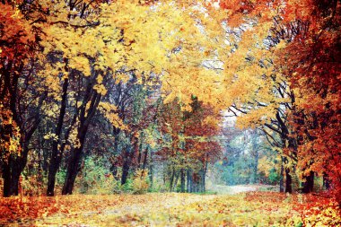 Parktaki sonbahar sokağı