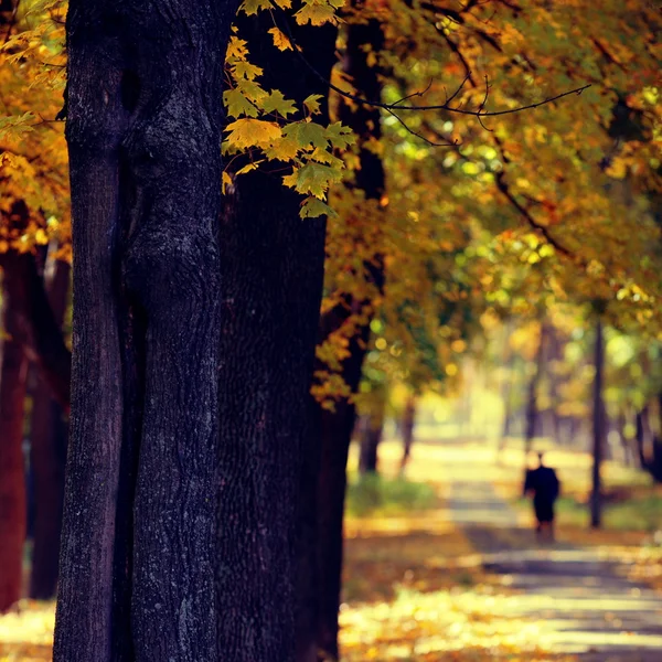 Autumn landscape with yellow trees — Stock Photo, Image