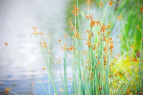 Verão grama verde brilhante no lago — Fotografia de Stock