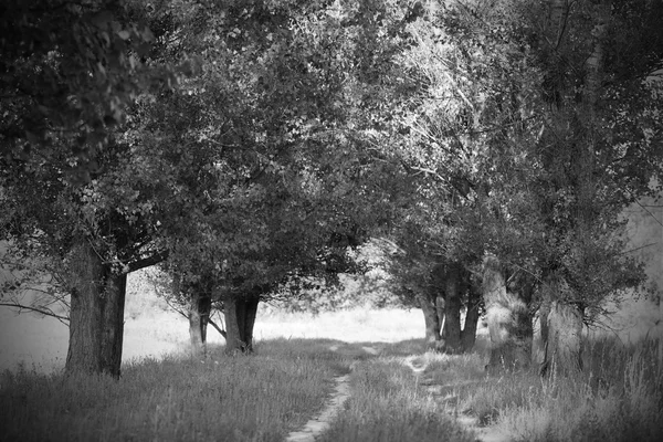 siyah beyaz manzara yalnız bir ağaç