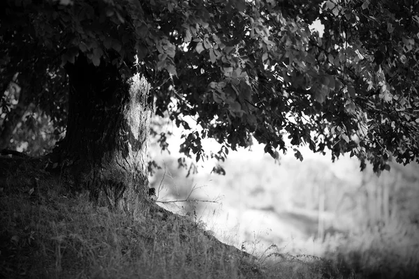 Черный и белый пейзаж с одиноким деревом — стоковое фото