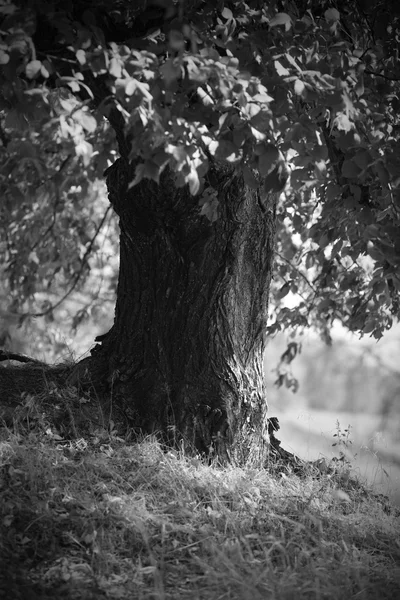 Zwarte en witte landschap met boom — Stockfoto