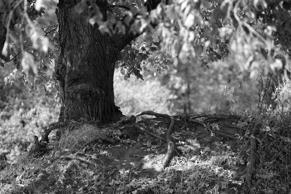 Zwarte en witte landschap met boom — Stockfoto