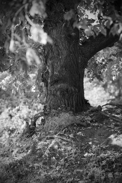 나무와 흑백 풍경 — 스톡 사진