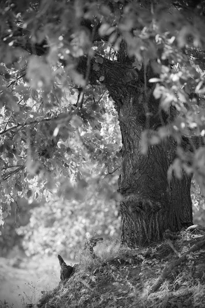 Zwarte en witte landschap met boom — Stockfoto