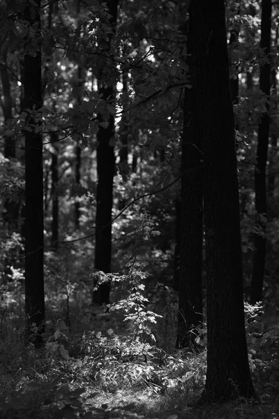 Paysage noir et blanc avec arbre — Photo