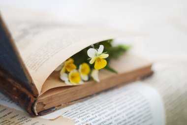 Viola açık kitap