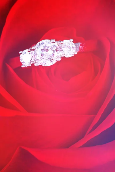 Алмазное кольцо в красной розе — стоковое фото