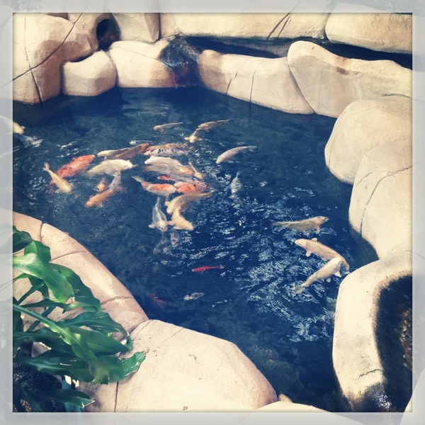 Fish pond with fish