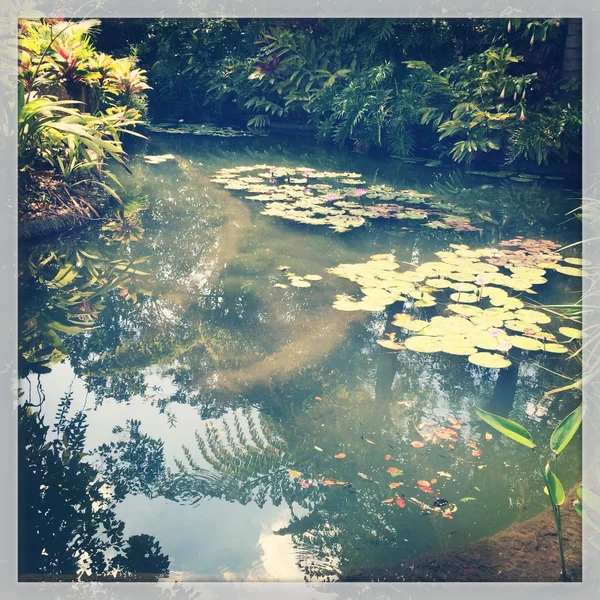 Tropischer Teich im Sommer — Stockfoto