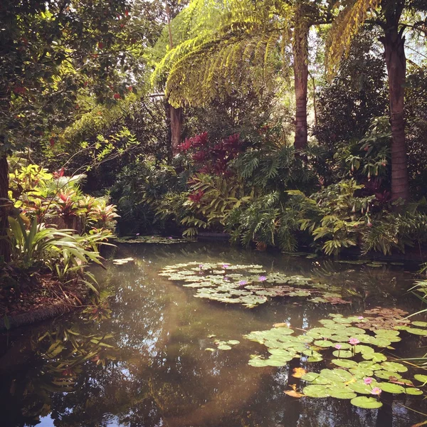 Estanque tropical en verano — Foto de Stock