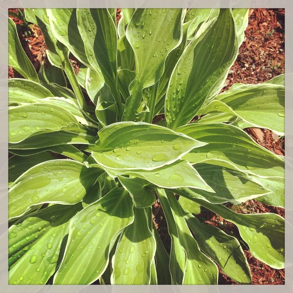 Planta de Hosta —  Fotos de Stock