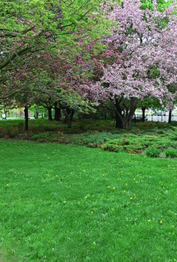 BEAUITFUL bahar ağaç ve otların arasında park