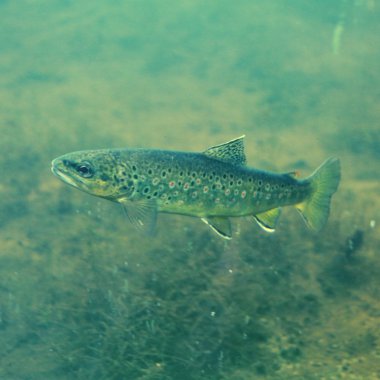 Tatlı su alabalığı sualtı