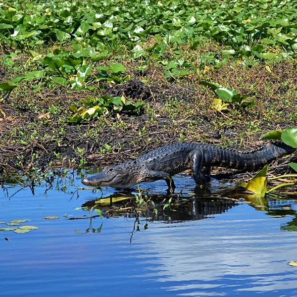 Alligator im Wasser — Stockfoto