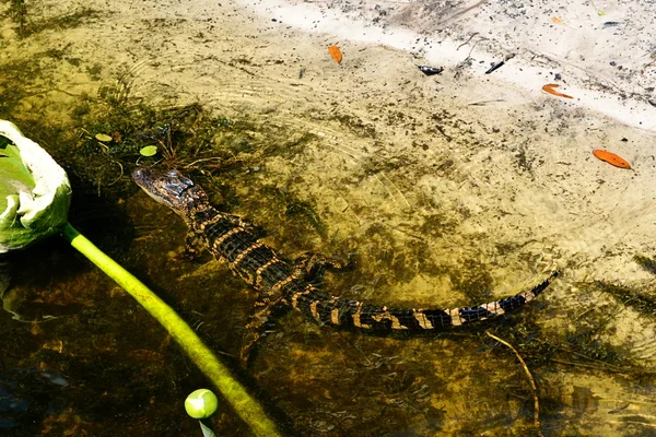 Alligator bébé dans l'eau — Photo