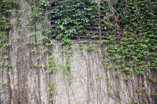 Vines growing on a rock wall - Abstract grunge — Stock Photo, Image