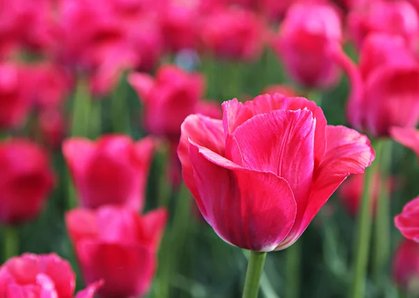 Tulpenblüten — Stockfoto