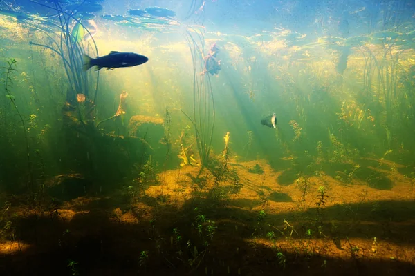 Pond in summer with fish — Stock Photo, Image
