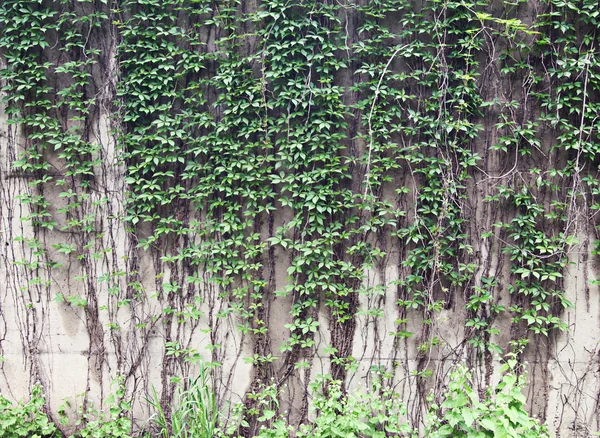 Vines growing on a rock wall - Abstract grunge — Stock Photo, Image