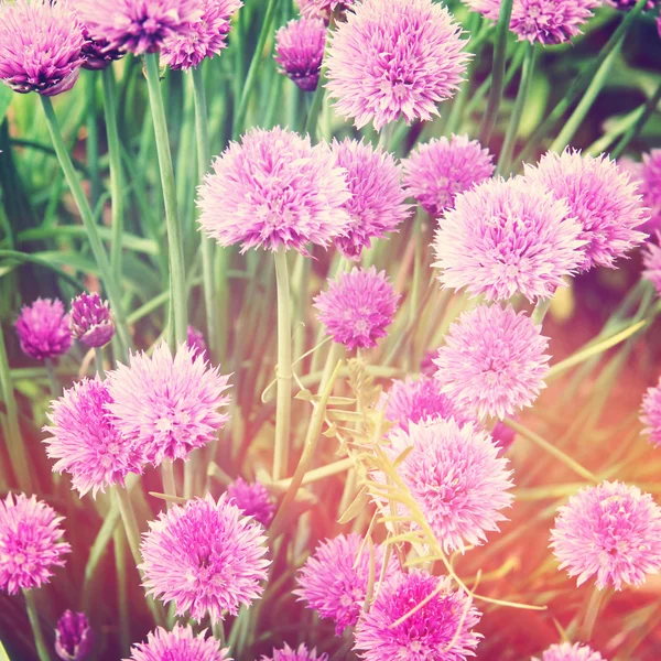 Schöne Blumen — Stockfoto