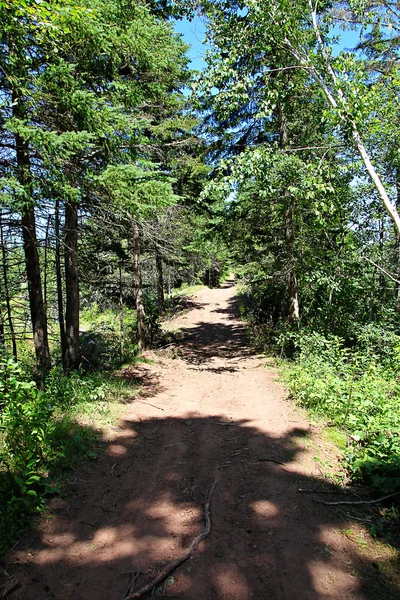 Straße im Wald — Stockfoto