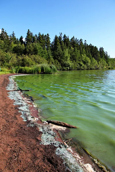 Lake met algen in het water — Stockfoto