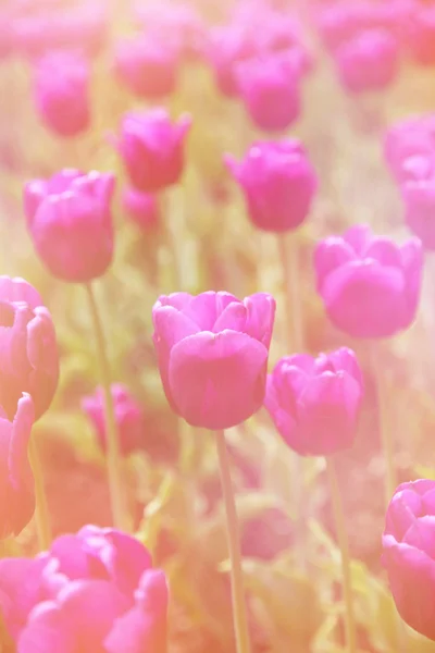 Bei tulipani — Foto Stock