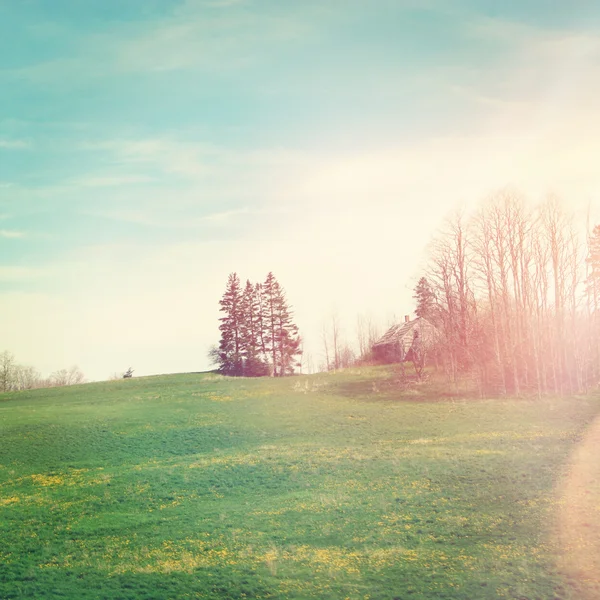 Beautiful grassy field — Stock Photo, Image