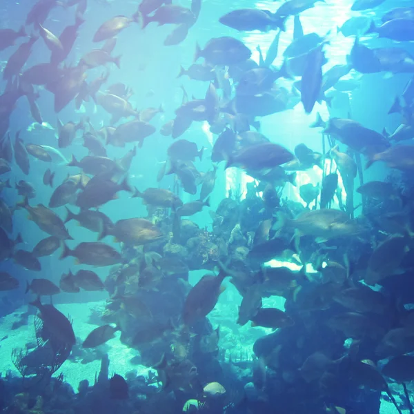 Peces en el océano — Foto de Stock