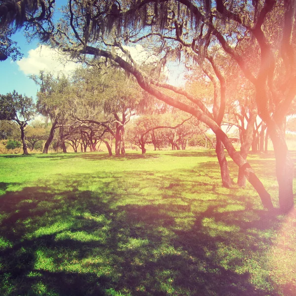 Parque al aire libre — Foto de Stock