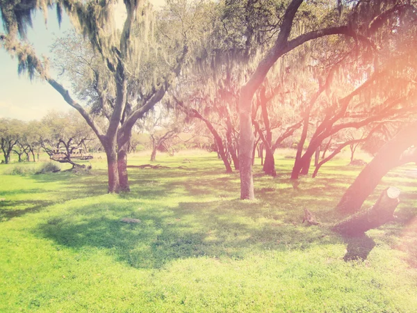 Parque al aire libre — Foto de Stock