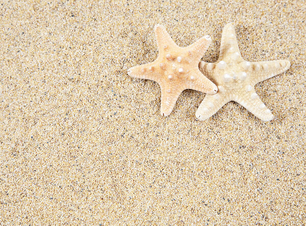 Starfish on the beach sand