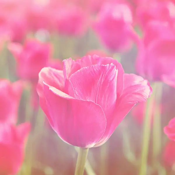 Rosa Tulpen — Stockfoto