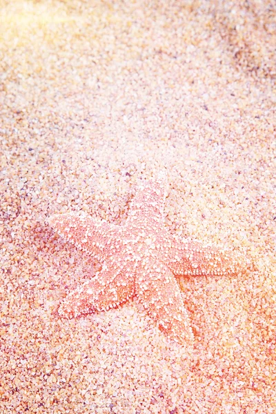 Kum yıldız balık — Stok fotoğraf
