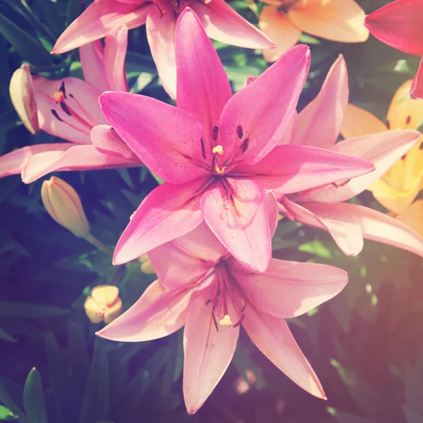 Bellissimi fiori di Giglio — Foto Stock